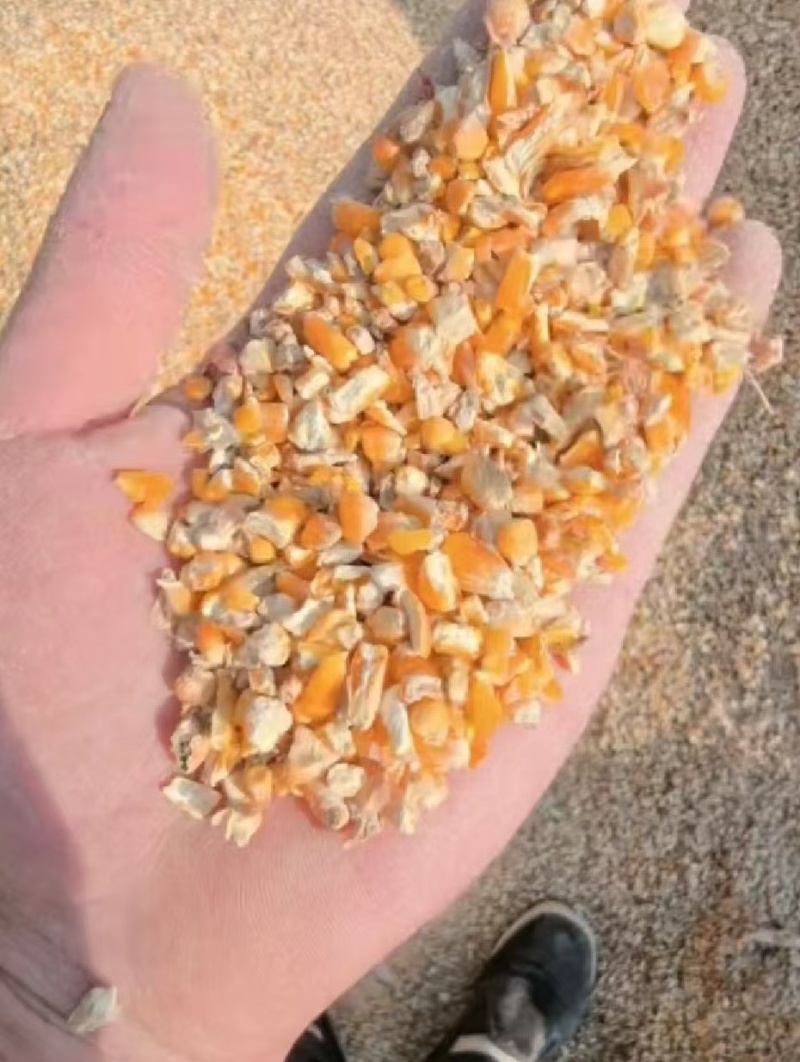 精品碎玉米无尘无土无霉变鸡鸭鹅猪牛羊饲料首选全国包送
