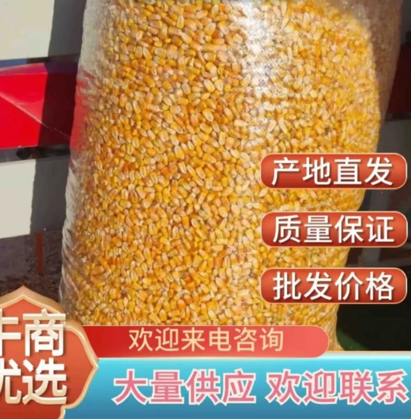 精品碎玉米无尘无土无霉变鸡鸭鹅猪牛羊饲料首选全国包送