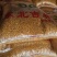 精品碎玉米无尘无土无霉变鸡鸭鹅猪牛羊饲料首选全国包送