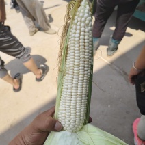 大白糯玉米可以现场看货挑货满意为止颗粒饱满水分足鲜嫩耐