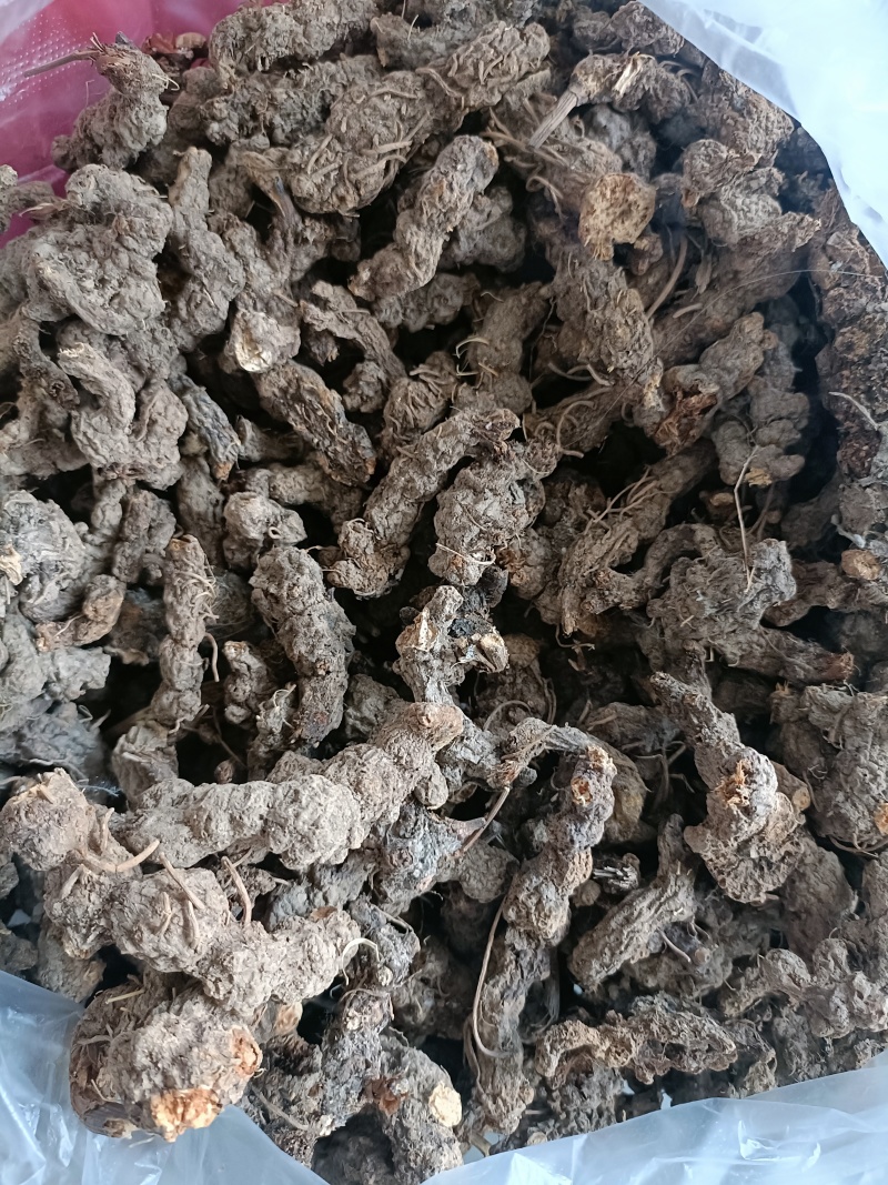 野生苍术，深山老林野生南苍术，朱砂点苍术