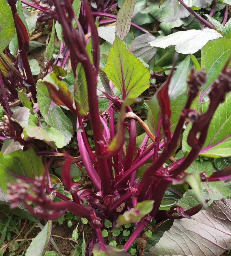 千里颂江城37-5红菜苔种子早熟无苦味一代杂交红菜心种子