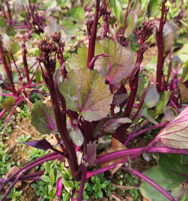 千里颂江城37-5红菜苔种子早熟无苦味一代杂交红菜心种子