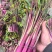 千里颂江城37-5红菜苔种子早熟无苦味一代杂交红菜心种子