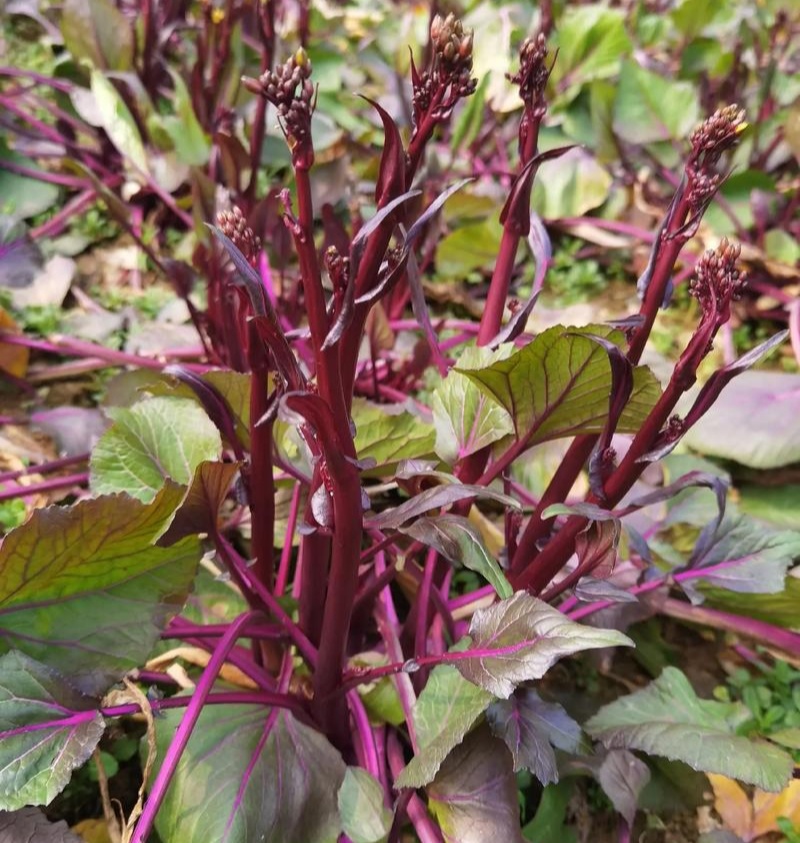 千里颂江城37-5红菜苔种子早熟无苦味一代杂交红菜心种子