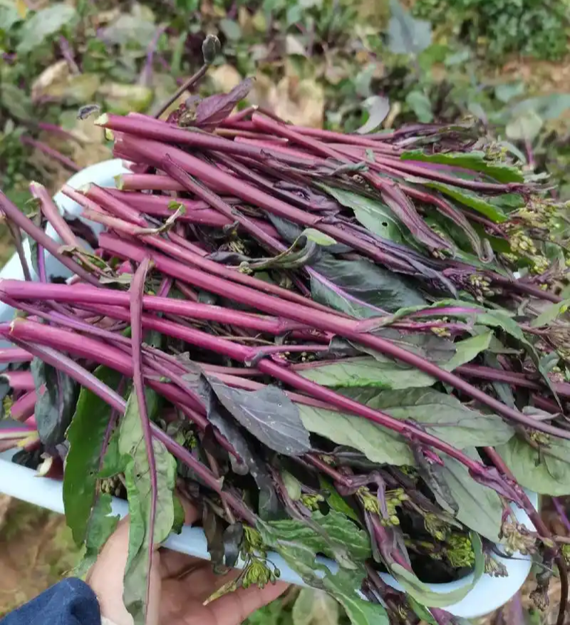 千里颂江城37-5红菜苔种子早熟无苦味一代杂交红菜心种子