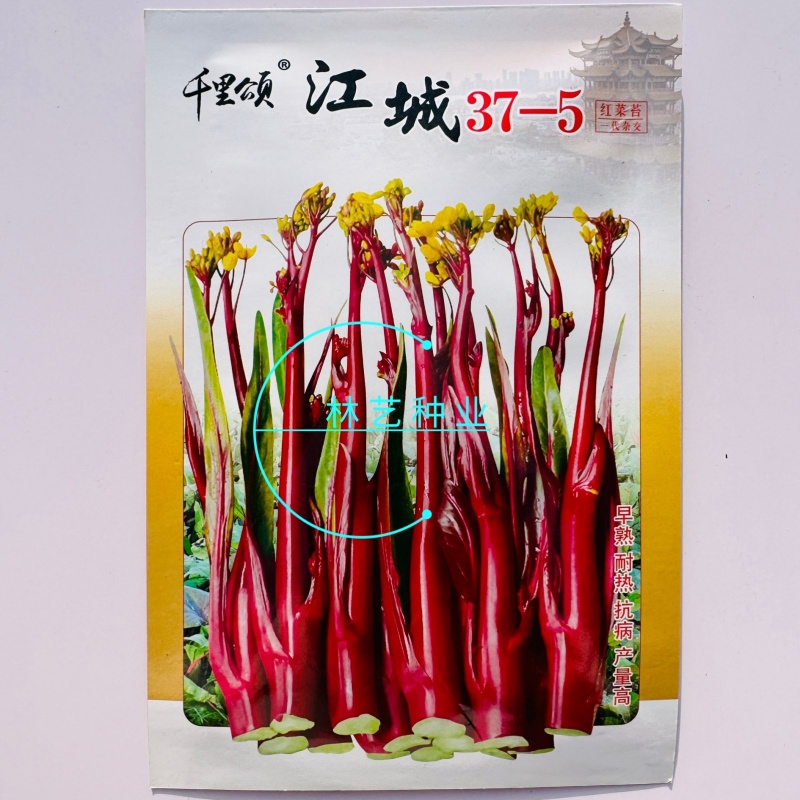 千里颂江城37-5红菜苔种子早熟无苦味一代杂交红菜心种子