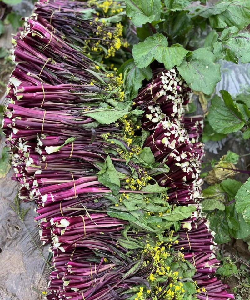 千里颂江城37-5红菜苔种子早熟无苦味一代杂交红菜心种子
