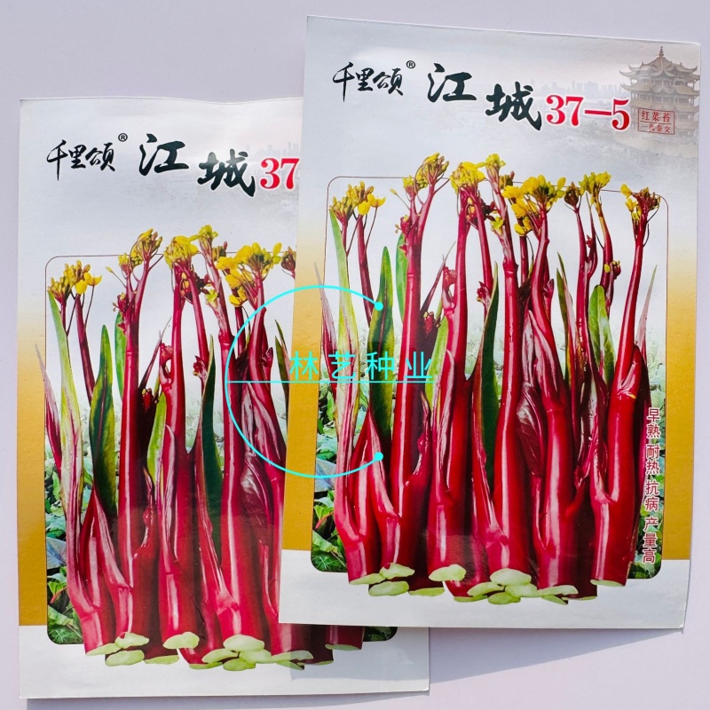 千里颂江城37-5红菜苔种子早熟无苦味一代杂交红菜心种子