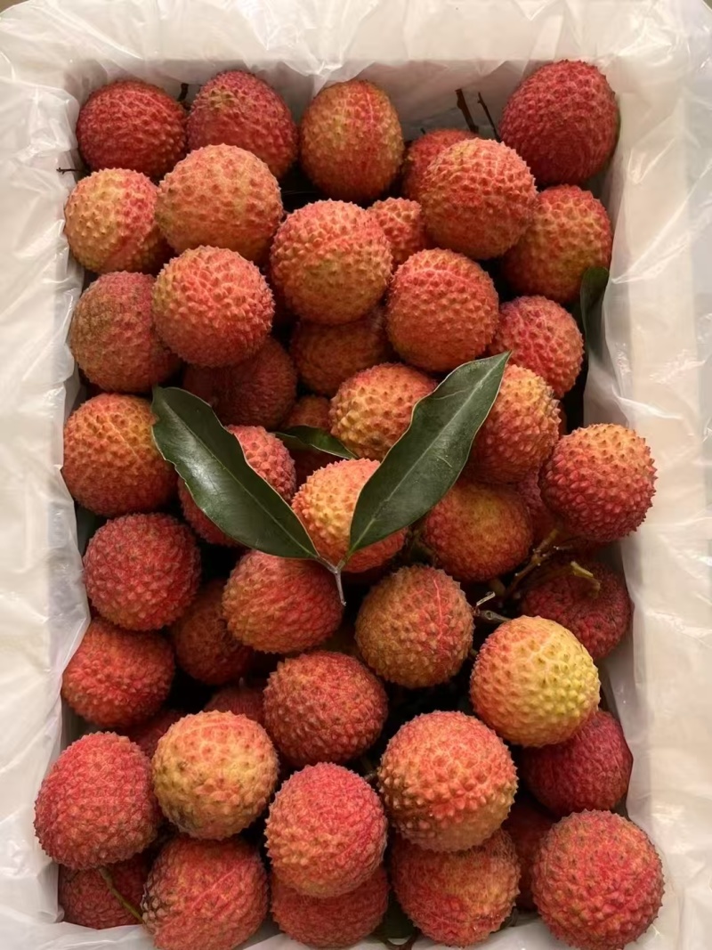桂味荔枝