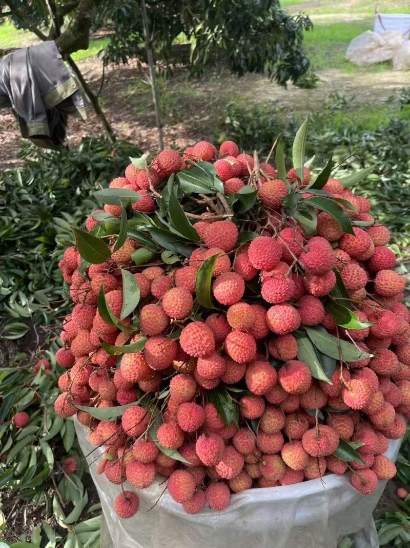 桂味荔枝