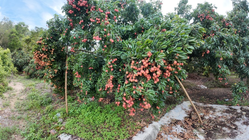 桂味荔枝