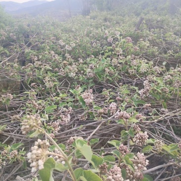故宫花/奶浆花/通关散
