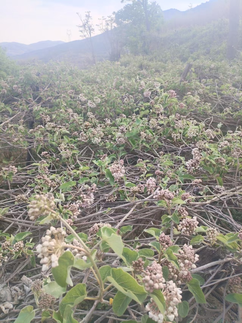 故宫花/奶浆花/通关散