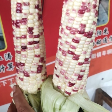 太谷花糯玉米粒粒饱满承接电商社区团购直播带货商超加工现场