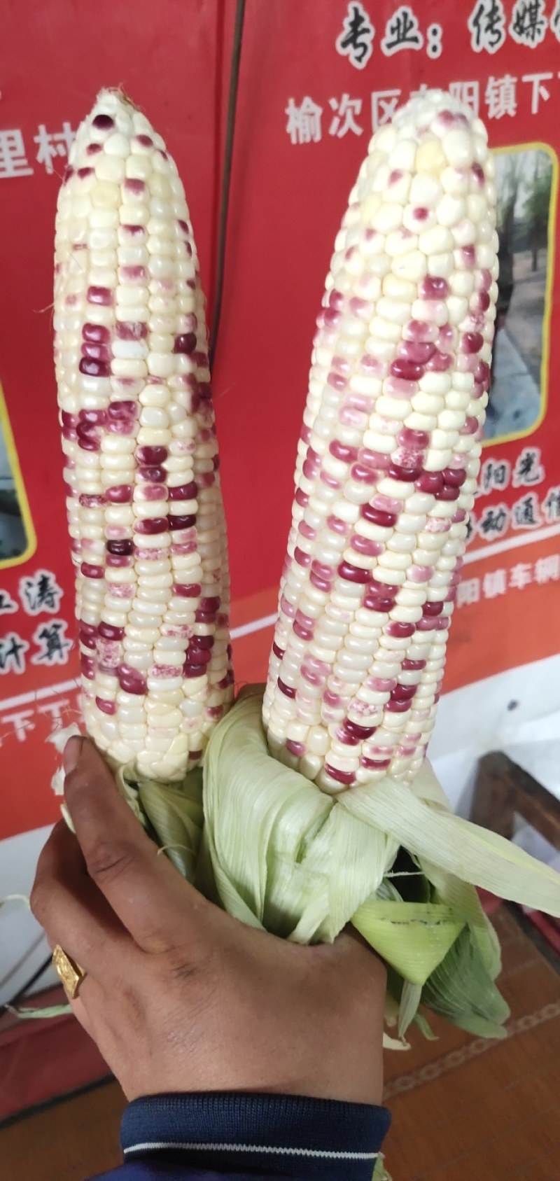 太谷花糯玉米粒粒饱满承接电商社区团购直播带货商超加工现场