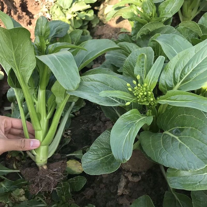 出奇75天杂交尖叶菜心种子抗性好纤维少爽脆味美秋季耐寒菜