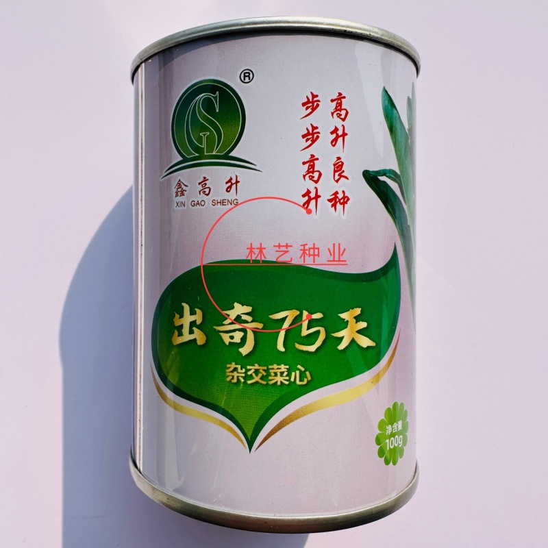 出奇75天杂交尖叶菜心种子抗性好纤维少爽脆味美秋季耐寒菜