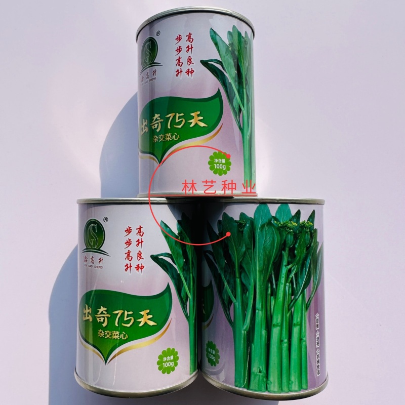 出奇75天杂交尖叶菜心种子抗性好纤维少爽脆味美秋季耐寒菜
