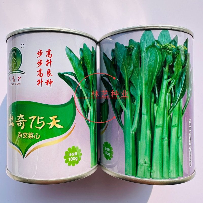 出奇75天杂交尖叶菜心种子抗性好纤维少爽脆味美秋季耐寒菜
