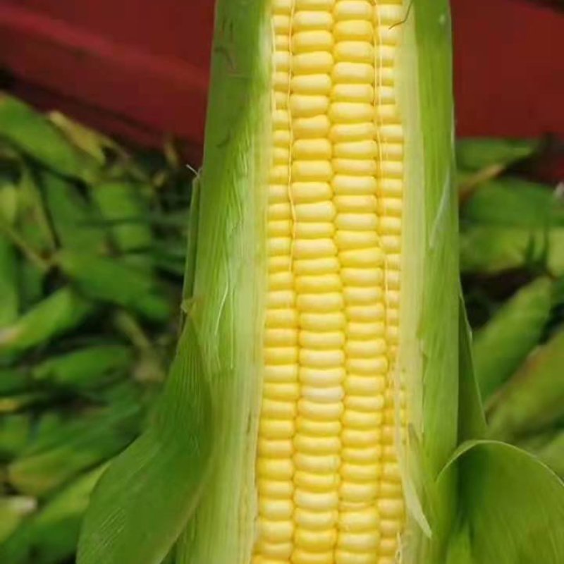 晋中水果玉米鲜嫩多汁带皮不带皮都行按需求分拣打包装车接
