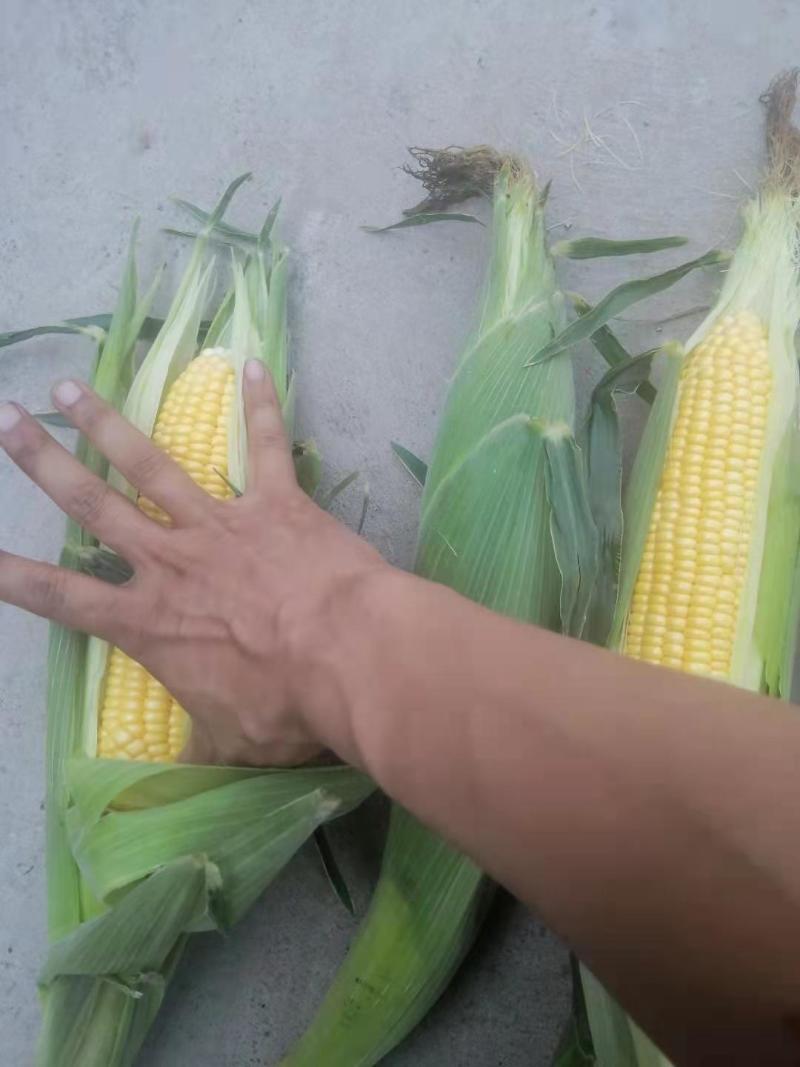 晋中水果玉米鲜嫩多汁带皮不带皮都行按需求分拣打包装车接