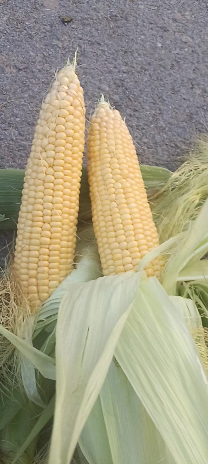 晋中水果玉米鲜嫩多汁带皮不带皮都行按需求分拣打包装车接