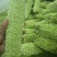《珍珠苦瓜》产地批发/大量供应/量大从优/欢迎来电洽谈合作
