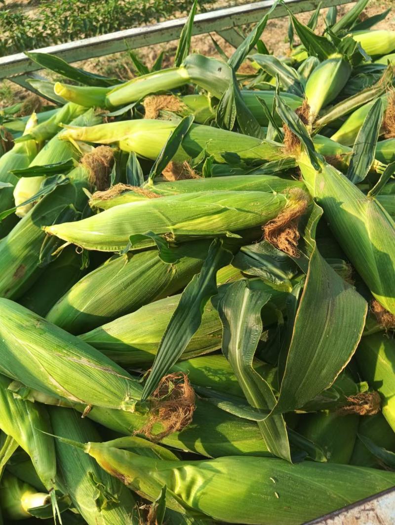 水果玉米，白，花，黄，大量上市上市中