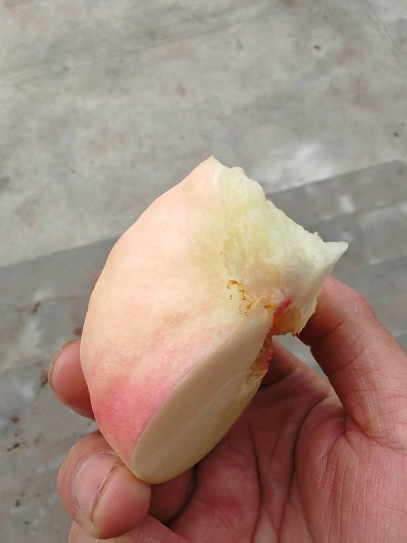 四川毛蟠桃，欢迎订购