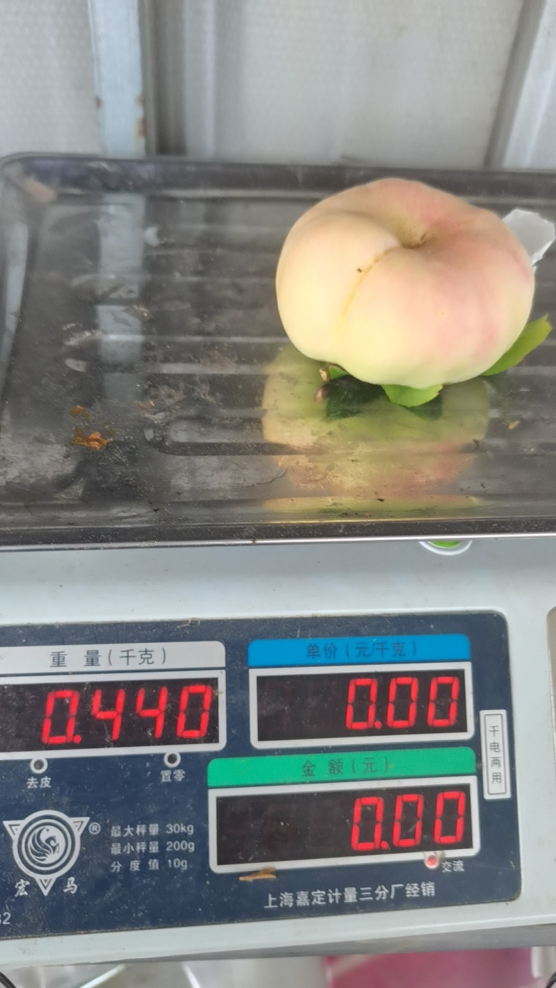 四川毛蟠桃，欢迎订购