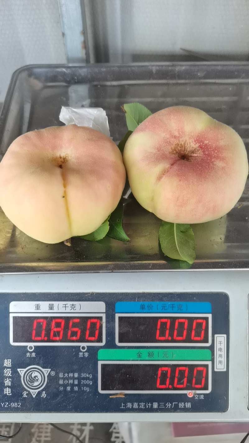 四川毛蟠桃，欢迎订购