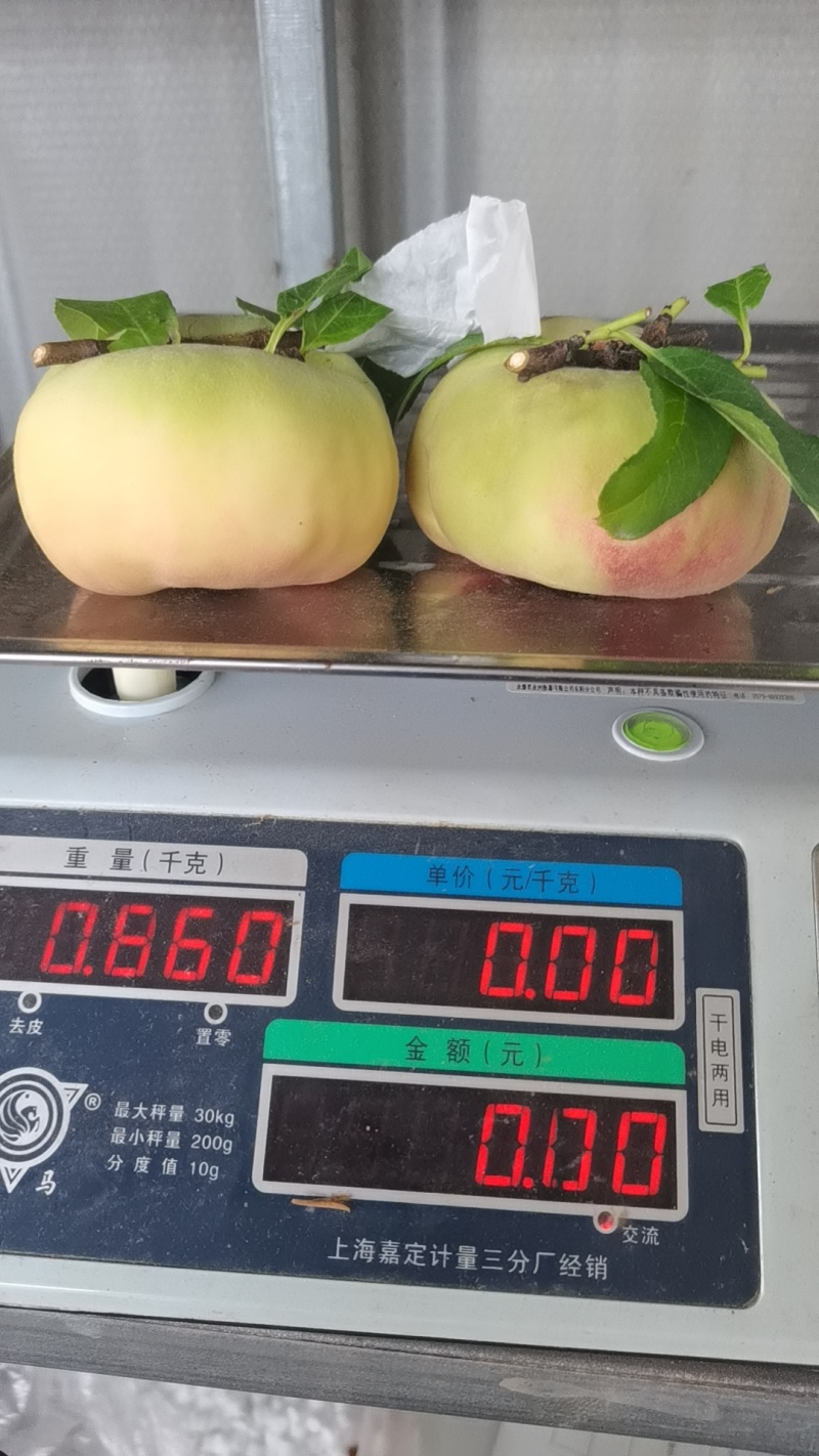 四川毛蟠桃，欢迎订购