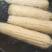 白糯玉米