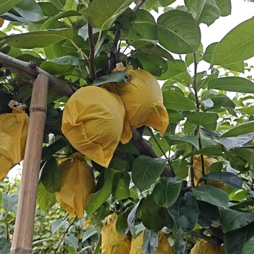 大量供应砀山早熟梨