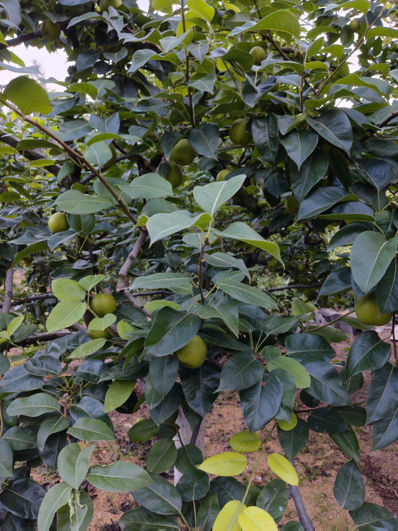 翠冠梨