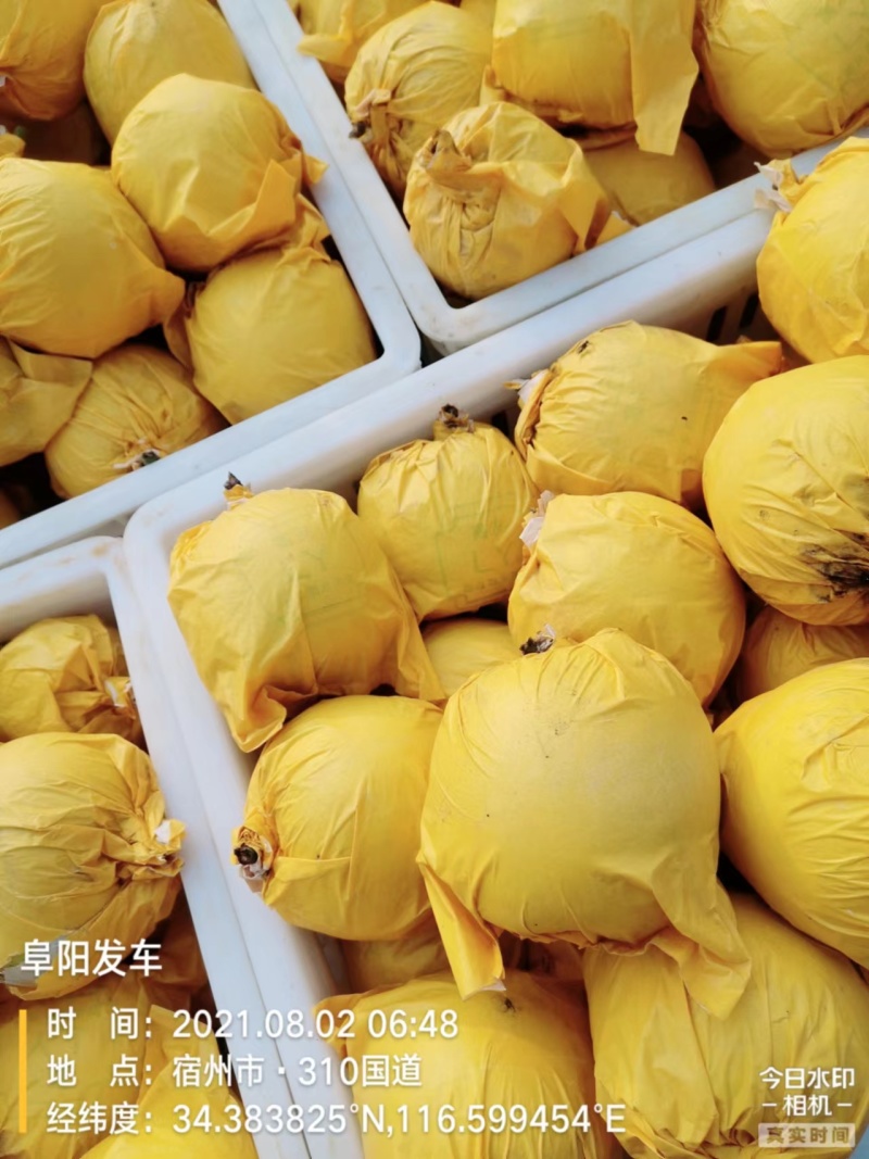 大量供应砀山早熟梨