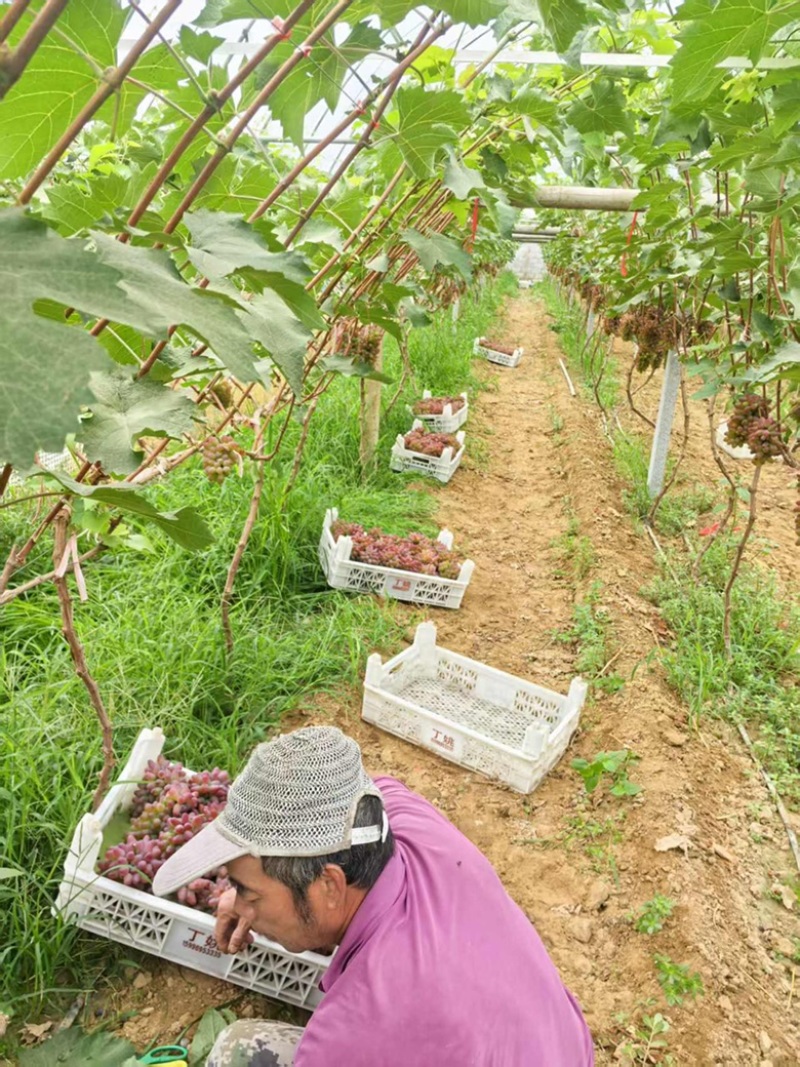 本地葡萄大量上市，品种齐全，忘新老客户前来采购，