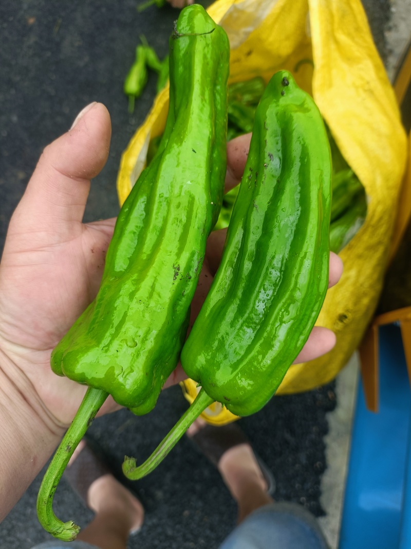 贵州芜湖椒大量上市/需要的联系！可接受任何包