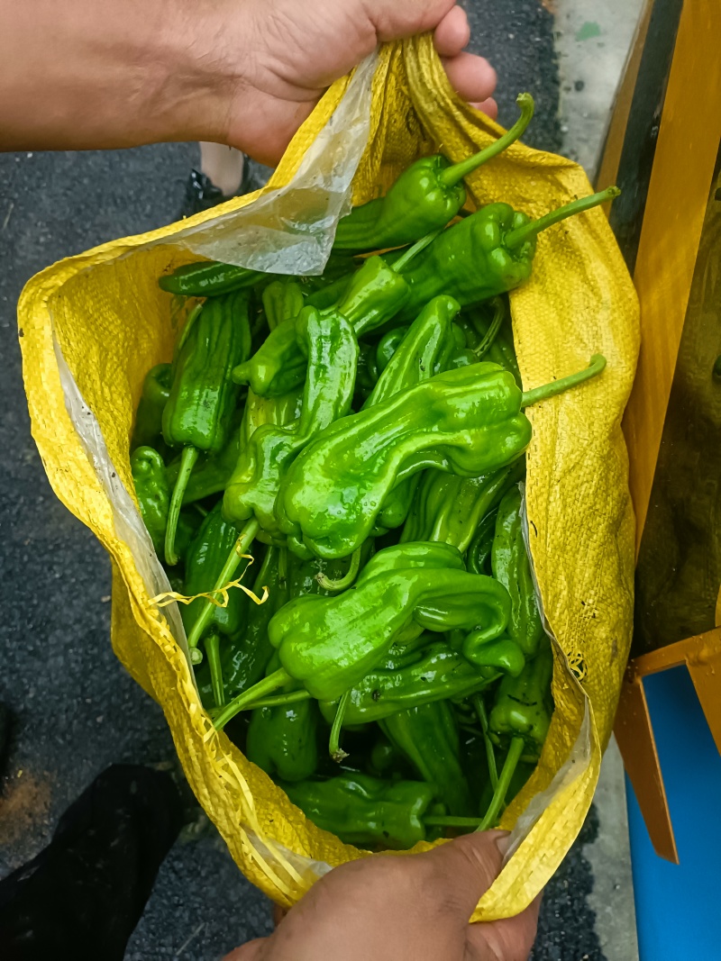 贵州芜湖椒大量上市/需要的联系！可接受任何包