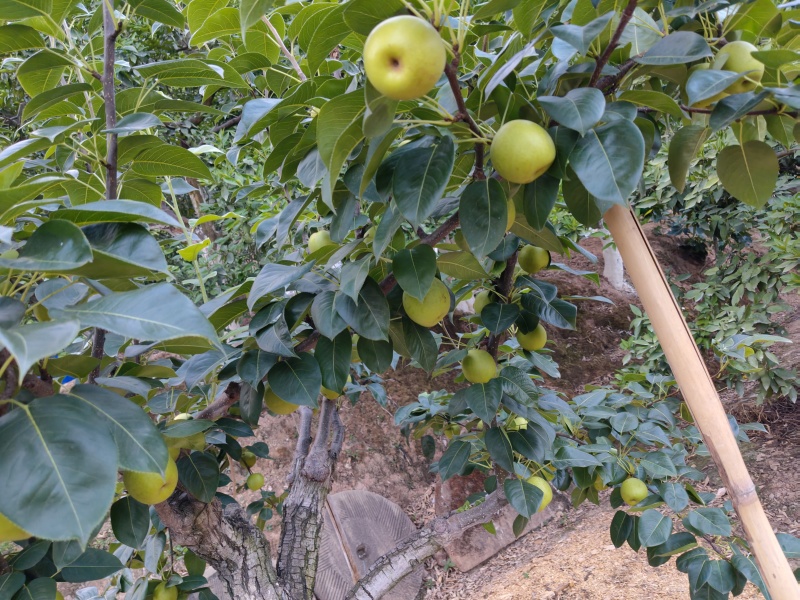 翠冠梨