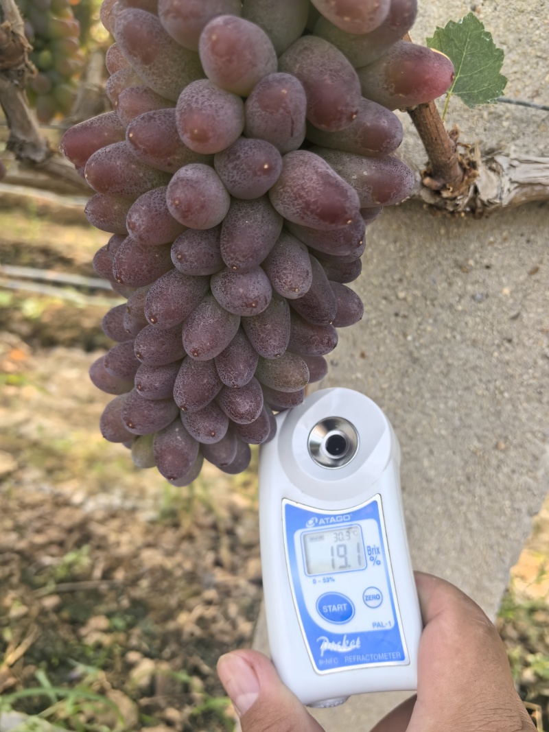 本地葡萄大量上市，品种齐全，忘新老客户前来采购。
