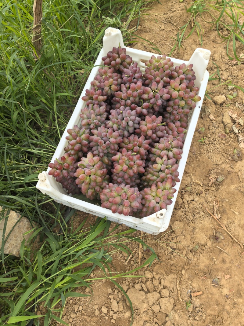 本地葡萄大量上市，品种齐全，忘新老客户前来采购。