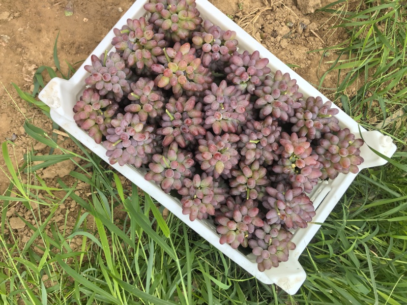 本地葡萄大量上市，品种齐全，忘新老客户前来采购。