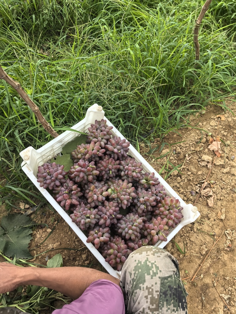 本地葡萄大量上市，品种齐全，忘新老客户前来采购。