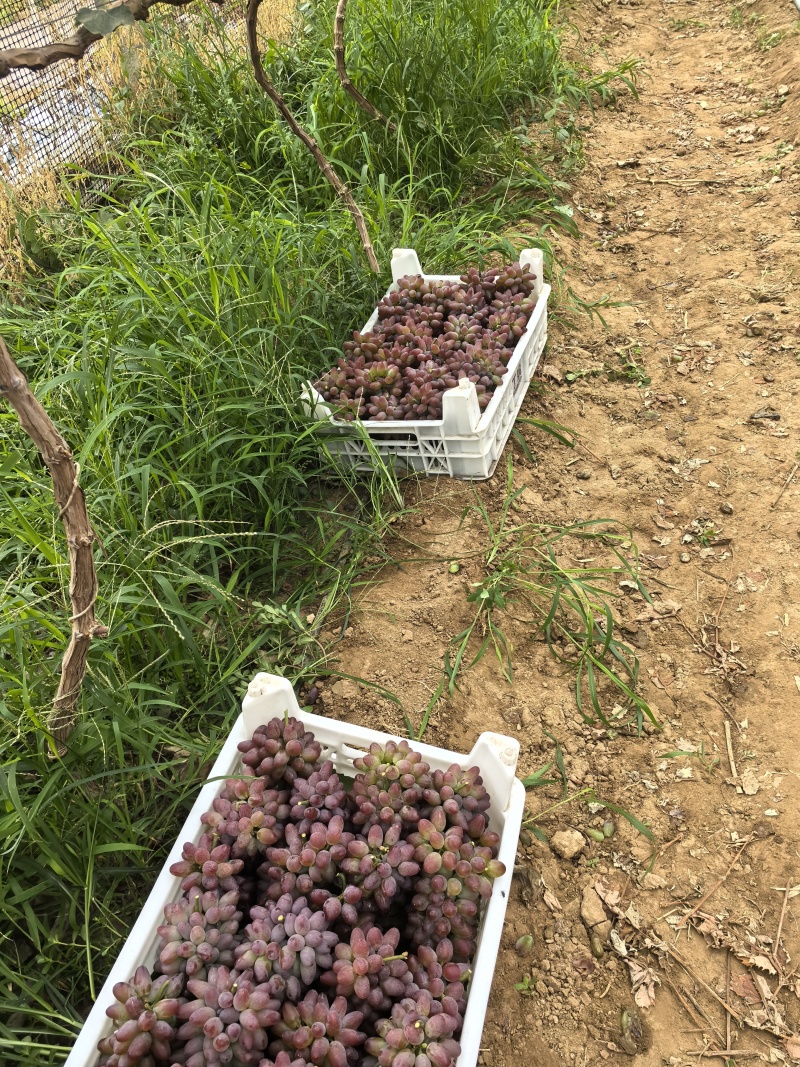 本地葡萄大量上市，品种齐全，忘新老客户前来采购。