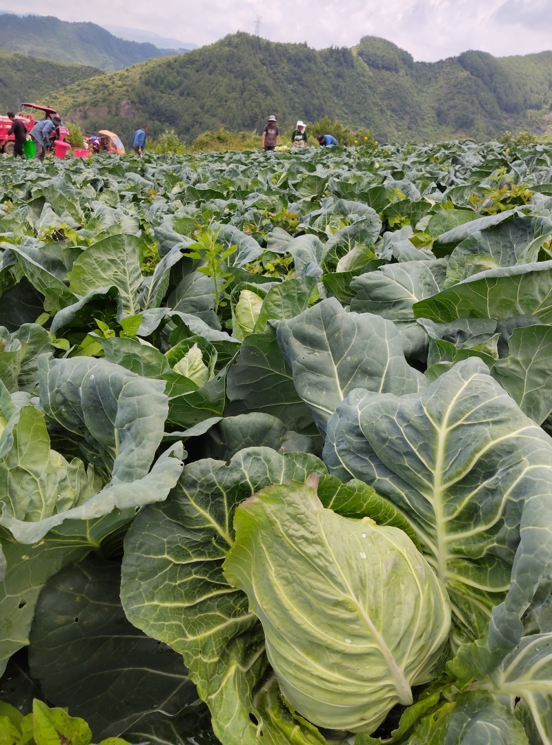 云南昭通牛心甘蓝现砍现发产地直供