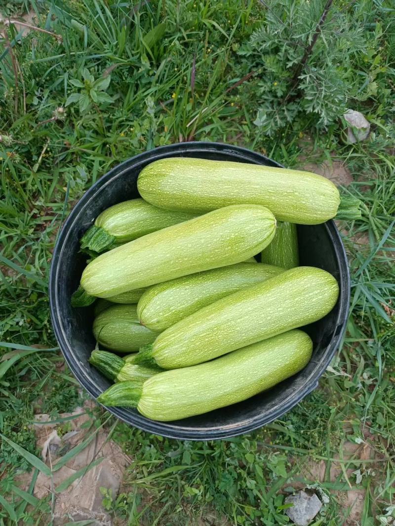 绿皮西葫芦大量上市