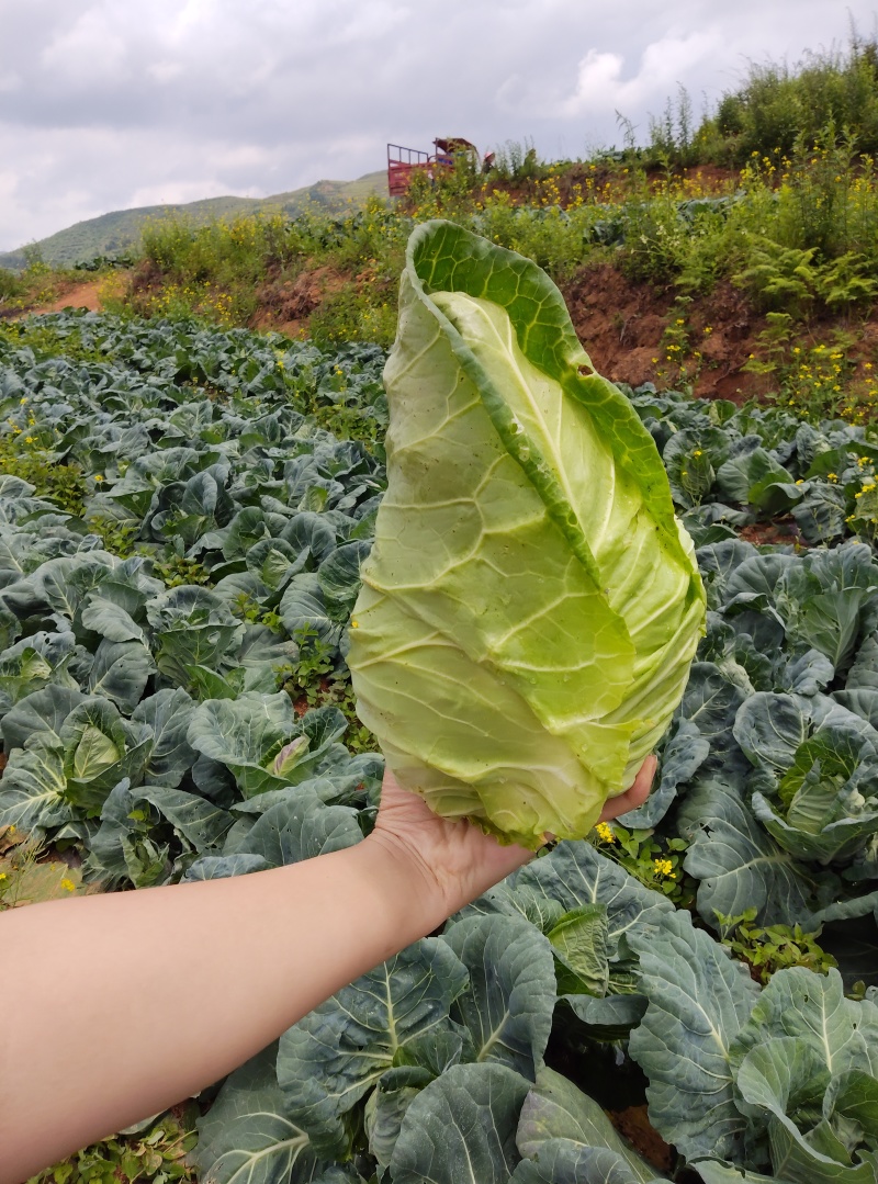 云南昭通牛心甘蓝现砍现发产地直销品质保证