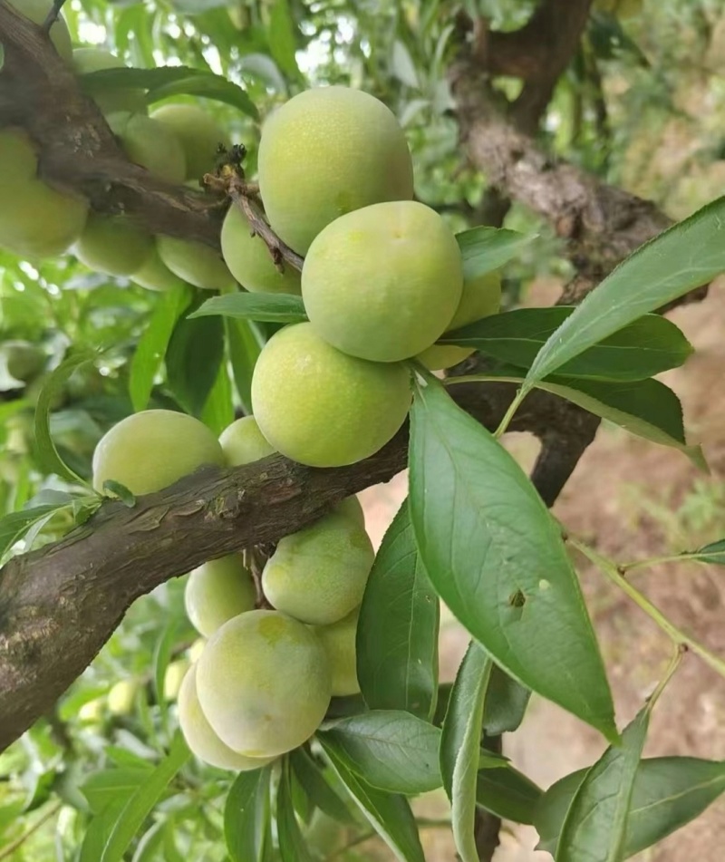 青脆李，产地直供。蜂糖李，半边红